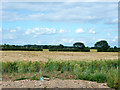 Field of barley