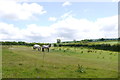 Horse Paddock near Wadbrook