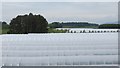 Polytunnels, East Denside