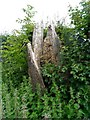 Rotting oak stump in hedgerow