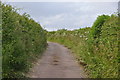 SX9099 : East Devon : Country Lane by Lewis Clarke