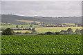 SX8999 : East Devon : Countryside Scenery by Lewis Clarke