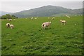 Sheep and Moel Unben