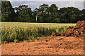 SS9000 : Mid Devon : Crop Field by Lewis Clarke