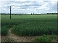 Crop field near Bleasby Field