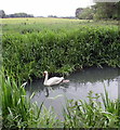 Swan and cygnet on the River Glyme, Woodstock Watermeadows