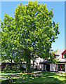 Tree at the Trewern Arms, Nevern