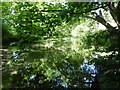 The River Dour, Kearsney Abbey