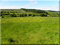 Field with buttercups, Ashfield