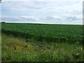 TF1778 : Crop field near Panton by JThomas