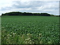 TF1779 : Crop field towards Cocked Hat Plantation by JThomas