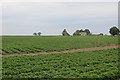 Potatoes, Glasterlaw