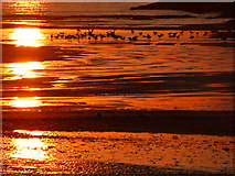 SW8572 : Sea birds at sunset by Val Pollard