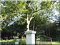 Trees at the entrance to Panshanger Stables