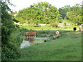 Cattle taking the waters