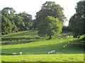 Sheep near Beattock