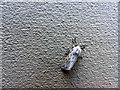 White Ermine moth