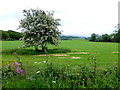 Hawthorn Tree, Tamnagh