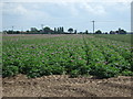 TF3123 : Potato crop, Eastleigh by JThomas