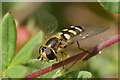 The hoverfly Eupeodes luniger, Melling