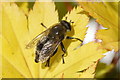 The hoverfly Merodon equestris, Melling