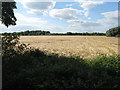 Barley field at Willington