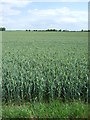 TF3316 : Crop field near Fen Farm by JThomas