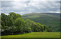 Trees at Shield Hilltop