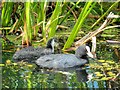 SD7807 : Manchester, Bolton and Bury Canal, Adult and Young Coot (Fulica atra) at Radcliffe by David Dixon