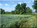 Field next to Back Lane near Lower Sheering