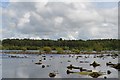SJ5571 : Delamere Forest: Black-headed Gull colony on Blakemere Moss by Jonathan Hutchins