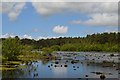 SJ5471 : Delamere Forest: Blakemere Moss by Jonathan Hutchins
