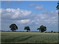 TF0001 : Trees and farmland near RAF Wittering by Richard Humphrey