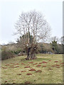 SO5874 : Ash tree by Hugh Craddock