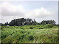 Near Marazion Marshes