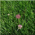 TF0820 : Trifolium pratense by Bob Harvey