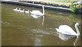 Pen and Cob with cygnets at Maesbury Marsh