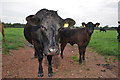 SS9101 : Mid Devon : Cattle Grazing by Lewis Clarke
