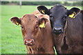 Mid Devon : Cattle Grazing