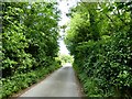 Lane to New Barns, near Arnside