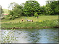 Horses by the River Wye