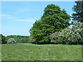 Field and woodland west of the New River