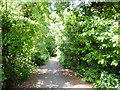 Path on disused railway