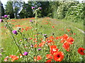 Poppies and thistles near Icknield Way, Tring