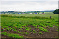 Grassy field near Dunston