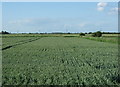 TF3025 : Crop field north of the A151 by JThomas