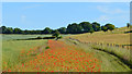 Farmland, Ipsden, Oxfordshire