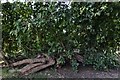 Loseley Park: The ancient Mulberry Tree