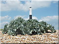 TR0916 : Dungeness: a sea kale and the new lighthouse by Chris Downer