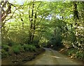 Minor road on Holmbury Hill